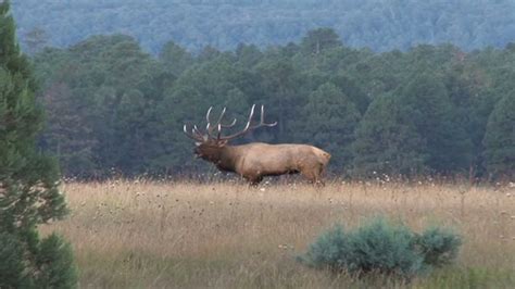 Monster Bull Elk Of Arizona The Boys Of Fall By Chappell Guide