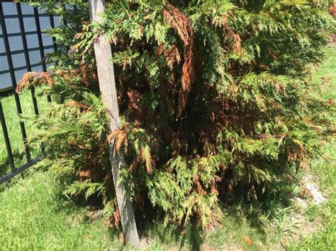 Are My Leyland Cypress Trees Dead Yet