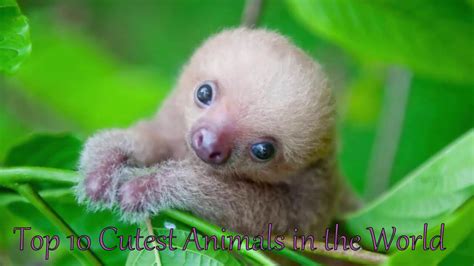 These Top 10 Cutest Animals In The World Will Make You Fall For Them