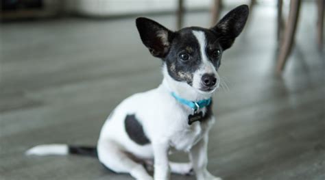 Chihuahua Terrier Mix Breed Information And Care Love Your Dog