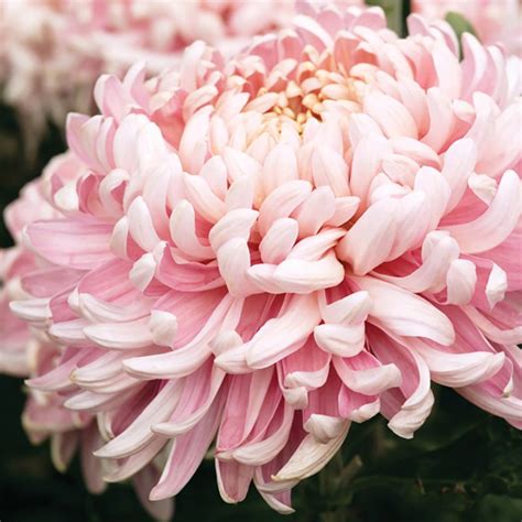 Allouise Pink Chrysanthemum Plants From Woolmans