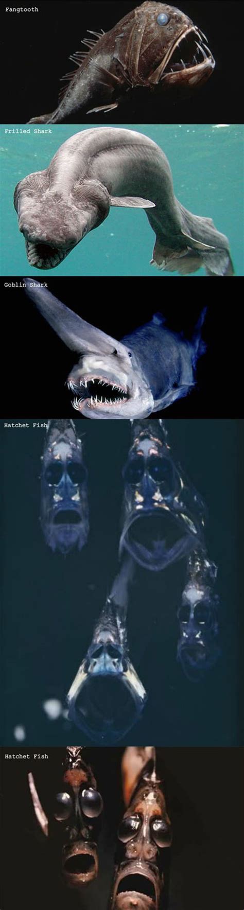 The Ocean Is Scary - Barnorama