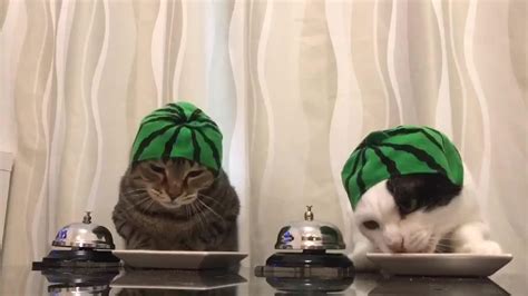 Cats Wearing Orange Hats Ring Bells For Food Jukin Media Inc