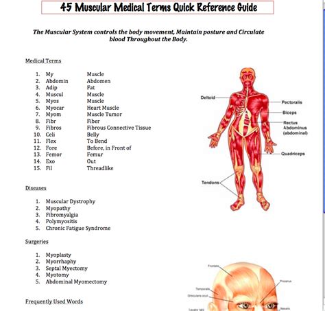 New Muscular System Reference Guide Download Medical Terminology Medical Assistant Quotes