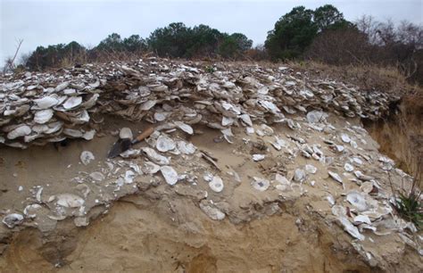 Shorelines Blog Archive Key To Oysters Future Lies In Past Shorelines