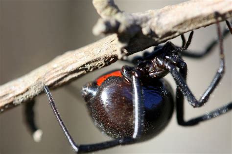 In these species, which include the black widow but andrade showed that females that eat their first mate are more likely to reject a subsequent one. Female black widow spiders eat their males after mating ...