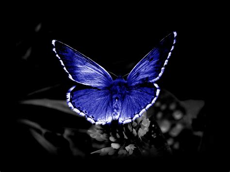 Wallpapers With Butterflies 8