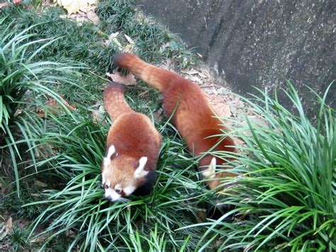 Red Pandas Rachel Lovinger Flickr