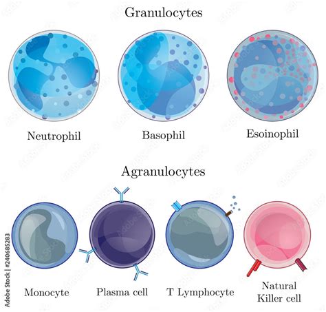 Fototapeta Illustration Showing Granulocytes And Agranulocytes In Human