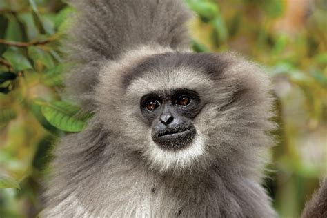 Javan Gibbon Perth Zoo