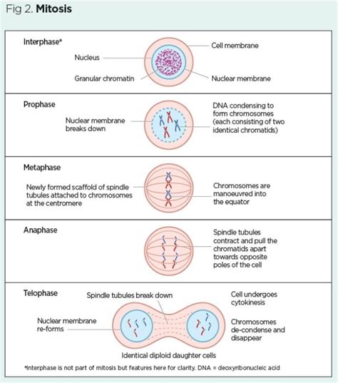 Genes and chromosomes 2: cell division and genetic ...