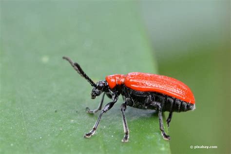 Schließlich sieht man nicht jeden tag leuchtend rote käfer im garten. Kleine rote Käfer im Garten - was hat es damit auf sich?