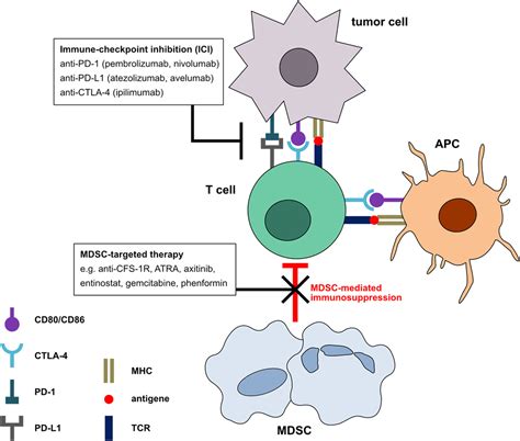 Frontiers Myeloid Derived Suppressor Cells Hinder The Anti Cancer