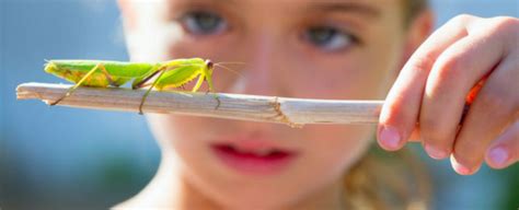 5,188 termite pest products are offered for sale by suppliers on alibaba.com, of which pest control accounts for 61%. Understanding the Difference Between Insects and a Pests ...
