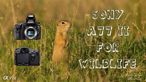 Sony A77 Ii For Wildlife Photography Youtube
