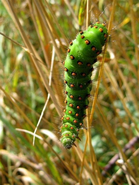 Emperor Moth Caterpillar Emperor Moth Moth Caterpillar Animal Photo