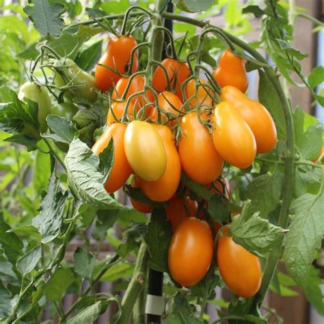Olivin Orange Tomatensamen Für Ca 10 Pflanzen Leuchtend Orange