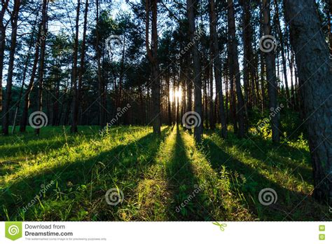 Scene Of Beautiful Sunset At Summer Pine Forest With Trees And G Stock