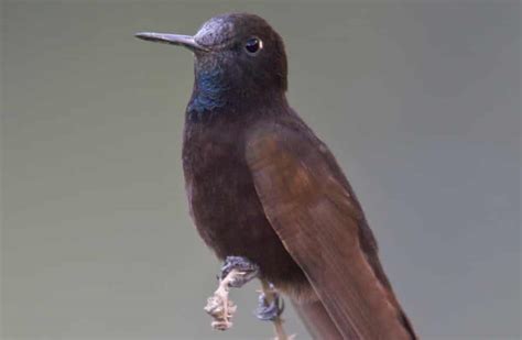 Hummingbirds Temperature Can Fall To 33c At Night To Preserve Energy