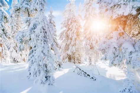 Fantastic Winter Landscape Magic Sunset In The Mountains A Frosty Day