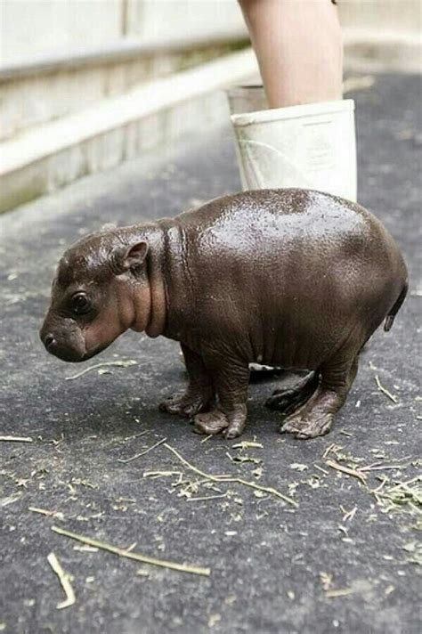 Cría De Hipopótamo Baby Animals Cute Animals Cute Baby Animals