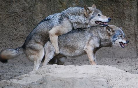 Wolves (canis lupus), are related to dogs, or more rightly, dogs are actually related to wolves. Wolf Reproduction Facts - Information about Wolves Mating