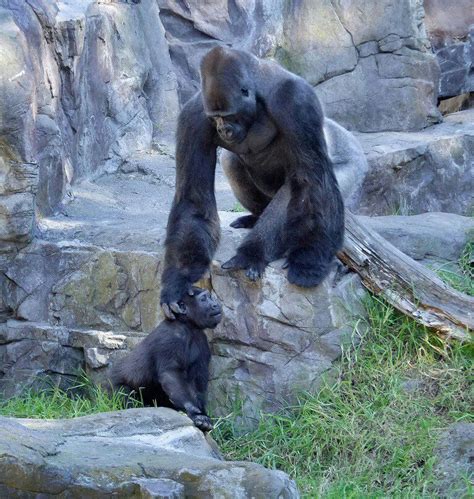 Sf Zoo Gorillas Wild Animals Photography Silverback Gorilla Animals