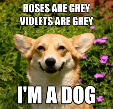 5 Corgi Memes That Will Brighten Your Day Funny Memes