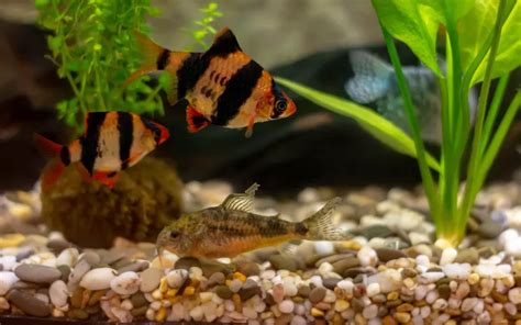 20 Best Tiger Barb Tank Mates With Pictures Aquariumnexus