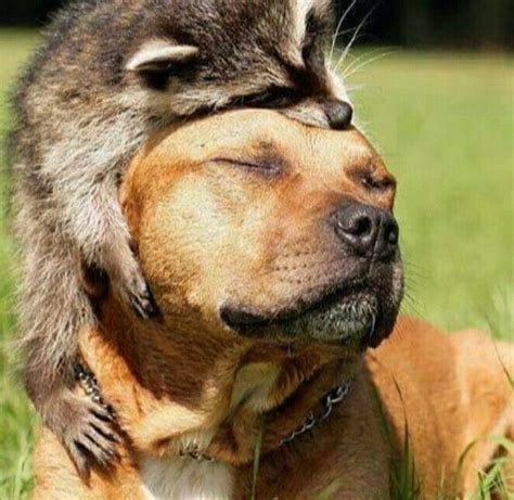 Raccoon Hugging Dog Animals Friendship Funny Animals Funny Animal