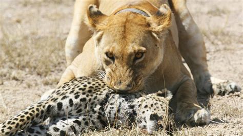 Top 10 Most Amazing Animal Attacks Compilation Wild