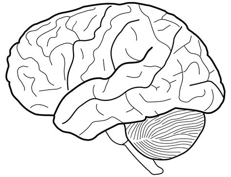 Human Brain Sketch Sketch Coloring Page