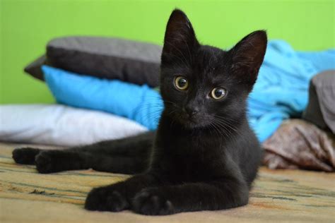 Cat Kitten Black Free Photo On Pixabay