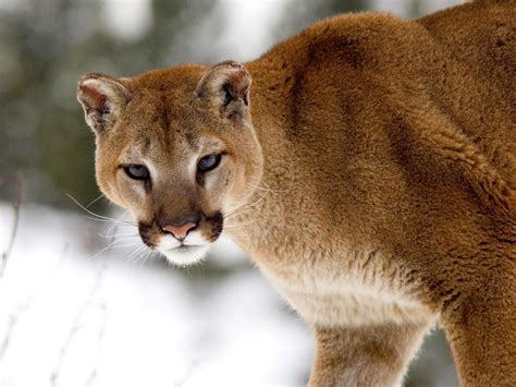 Puma Americano Animal Fauna Taringa