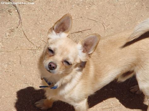 A Photo Of A 3 Years Old Old Blond Chihuahua Beautiful