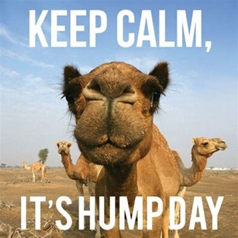 Wednesday Camel Meme