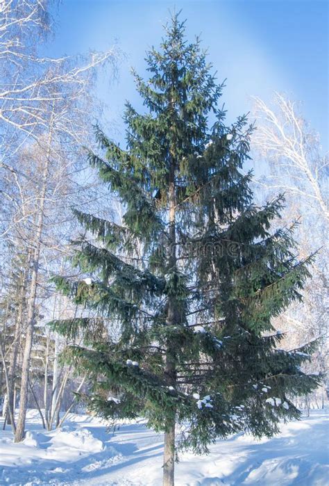 One Tall Fir Tree In The Winter Forest Winter Christmas Landscape