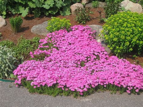 A Long Lived Cold Climate Perennial It Is Perfectly Suitable For Rock