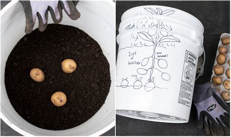 Easily Grow Potatoes In A 5 Gallon Bucket