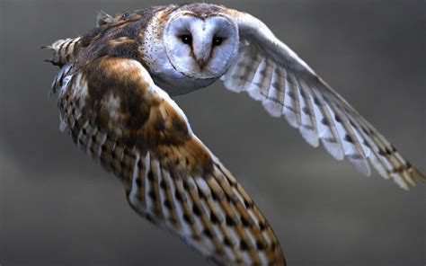 Owl Flying Wallpaper 66 Images