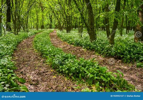 Path Through The Forest With Wild Garlic Stock Image Image Of Scene