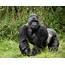Mountain Gorilla Census Reveals Further Increase In Numbers