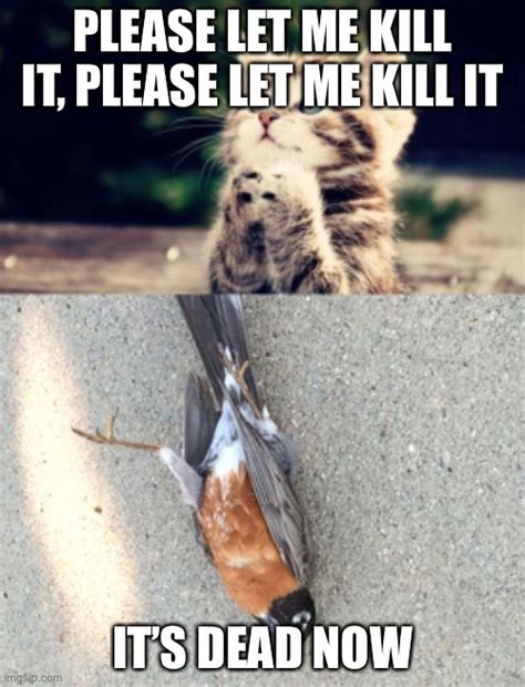 Cute Kitten Dead Bird Imgflip