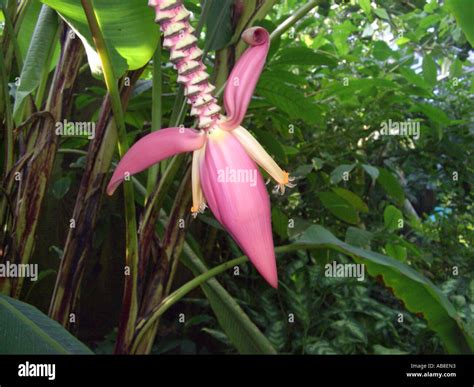Abaca Plant Hi Res Stock Photography And Images Alamy