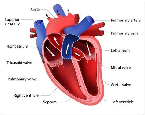 Las partes del corazón humano y sus funciones
