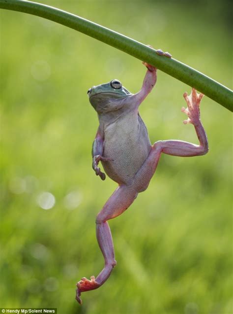 A Bodybuilding Frog Amphibian Spotted Doing Pull Ups For 10 Minutes To