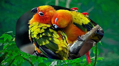 The Ultimate Collection Of Stunning 4k Love Birds Images Over 999