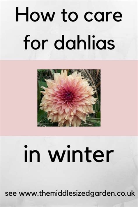 How To Care For Your Dahlias In Winter The Middle Sized Garden