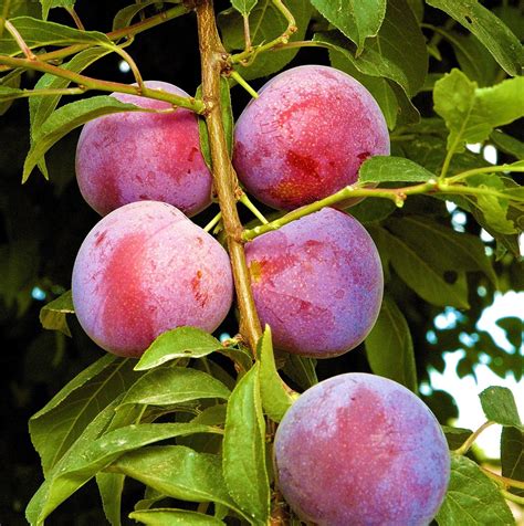 These luscious fruits are cold hardy in u.s. Do the run of the mill fruits have you plum tuckered out ...