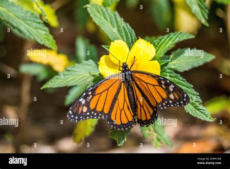The Monarch Butterfly Or Simply Monarch Danaus Plexippus Is A